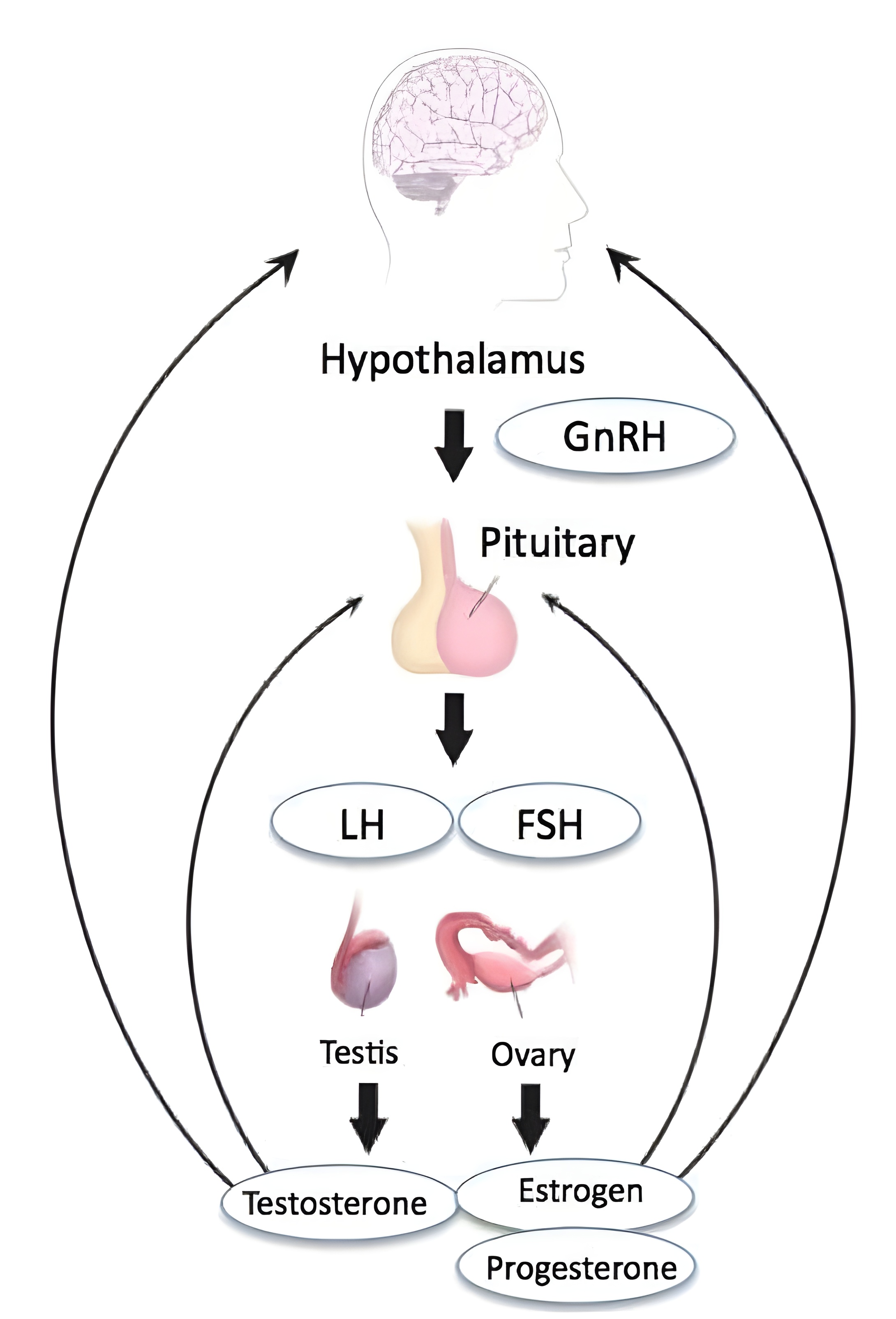 Hypothalamic-Pituitary-Gonadal (HPG) Axis Main Components